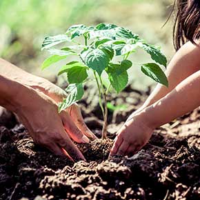 Tree Planting