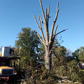 All Type Of Tree Services